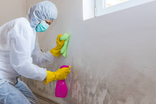 Best Crawl Space Mold Remediation in USA